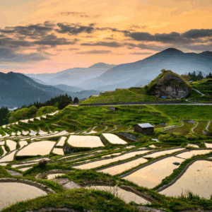 Sake Studies Advanced